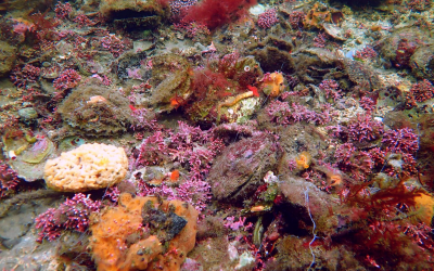Ireland launches €1.5M project to rebuild native oyster reefs and boost coastal resilience