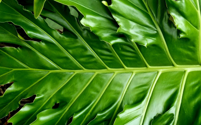 Sustainable Direction