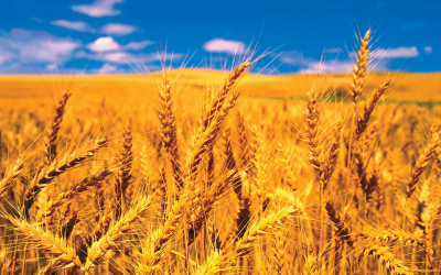 Jordan’s wheat procurement exposes fragility in global grain markets
