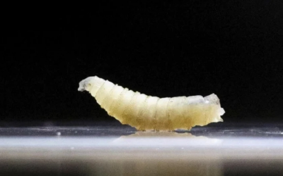 US screwworm patient recovered, farmers criticise secrecy